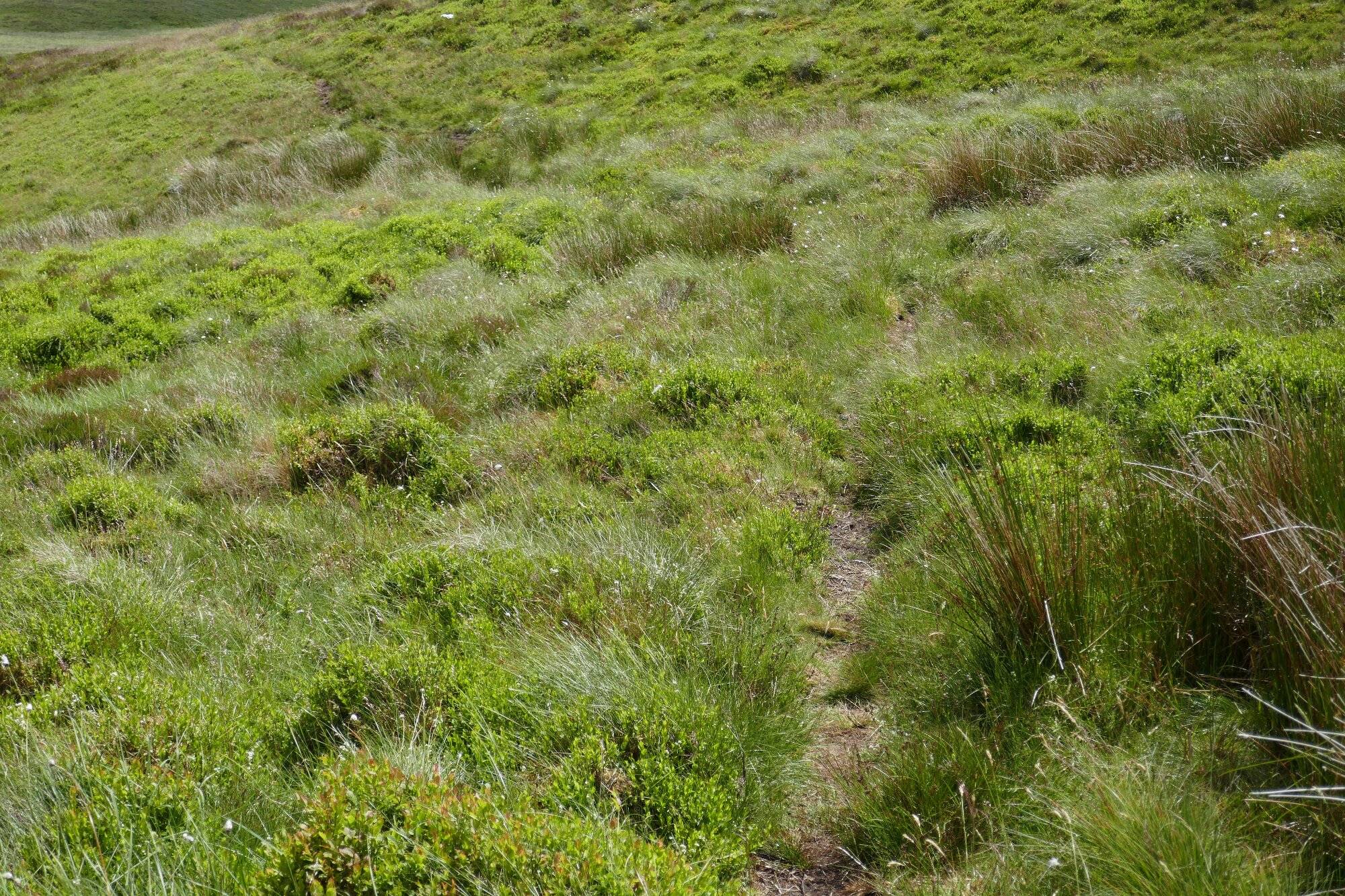 RachelSeabrook.net | Wild Walking | Cwmystwyth | pic36A